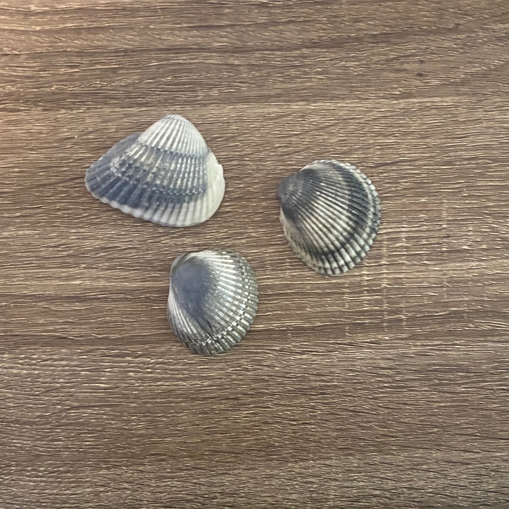 Assorted Seashell Collection - Picture 3 of 4